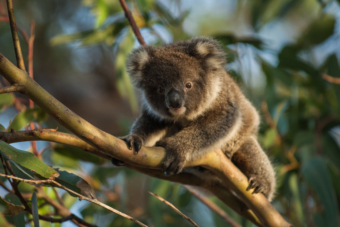 Fragmentation: What Does It Mean, and Why Is It Devastating to So Many Species?